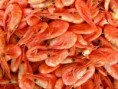 Camarones
